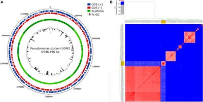 Characterization of a Novel Functional Trimeric Catechol 1,2-Dioxygenase From a Pseudomonas stutzeri Isolated From the Gulf of Mexico